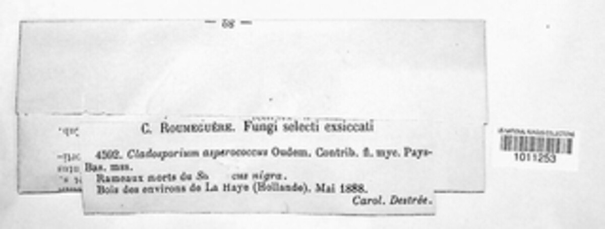Cladosporium asperococcum image
